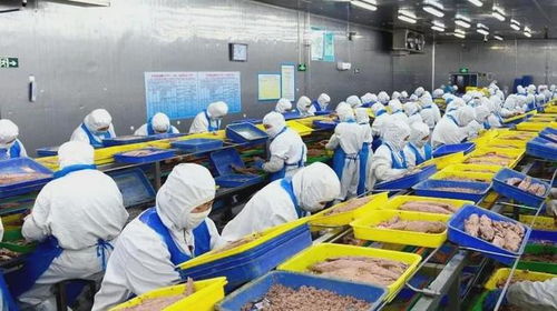 石島創新海洋科技，生物技術助力漁業產業鏈增值