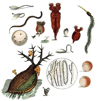 與上帝平起平坐的微生物 生物起源于它，人類(lèi)未來(lái)依靠它