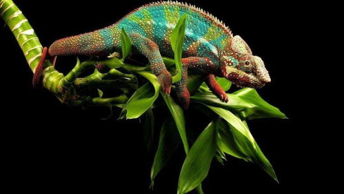 高中生物二輪復習微專題精講 聚焦核心，構建網絡